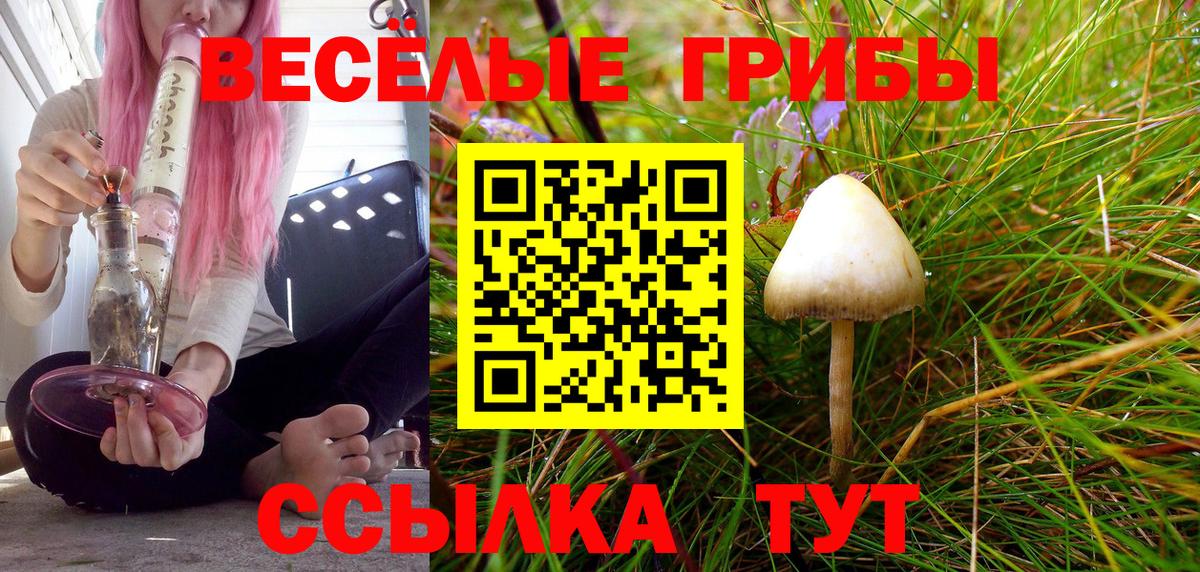 Псилоцибиновые грибы Psilocybine cubensis Обь